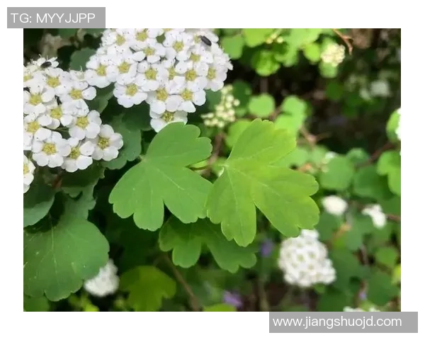 pg赏金船长游戏攻略-PG赏金船长游戏攻略大全-pg赏金船长游戏攻略